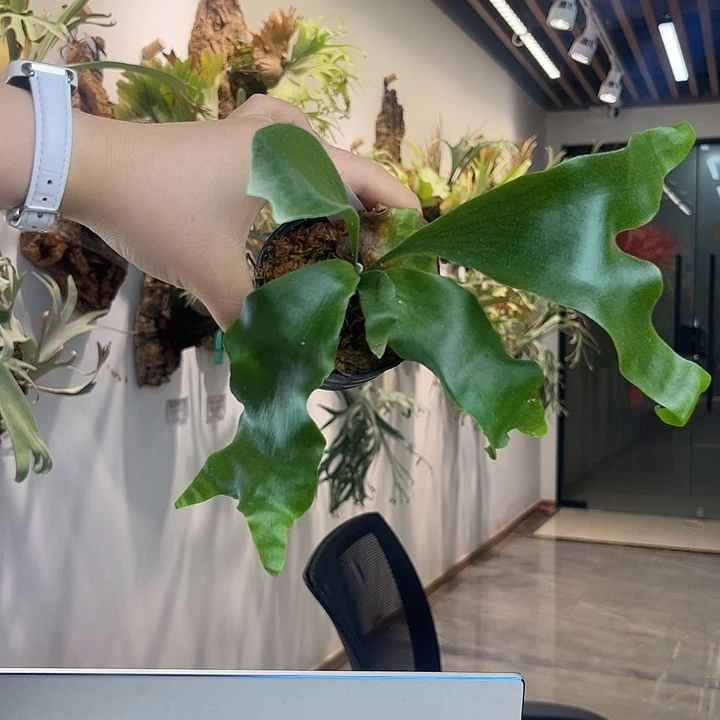 不开花植物nook hulahand孢子苗