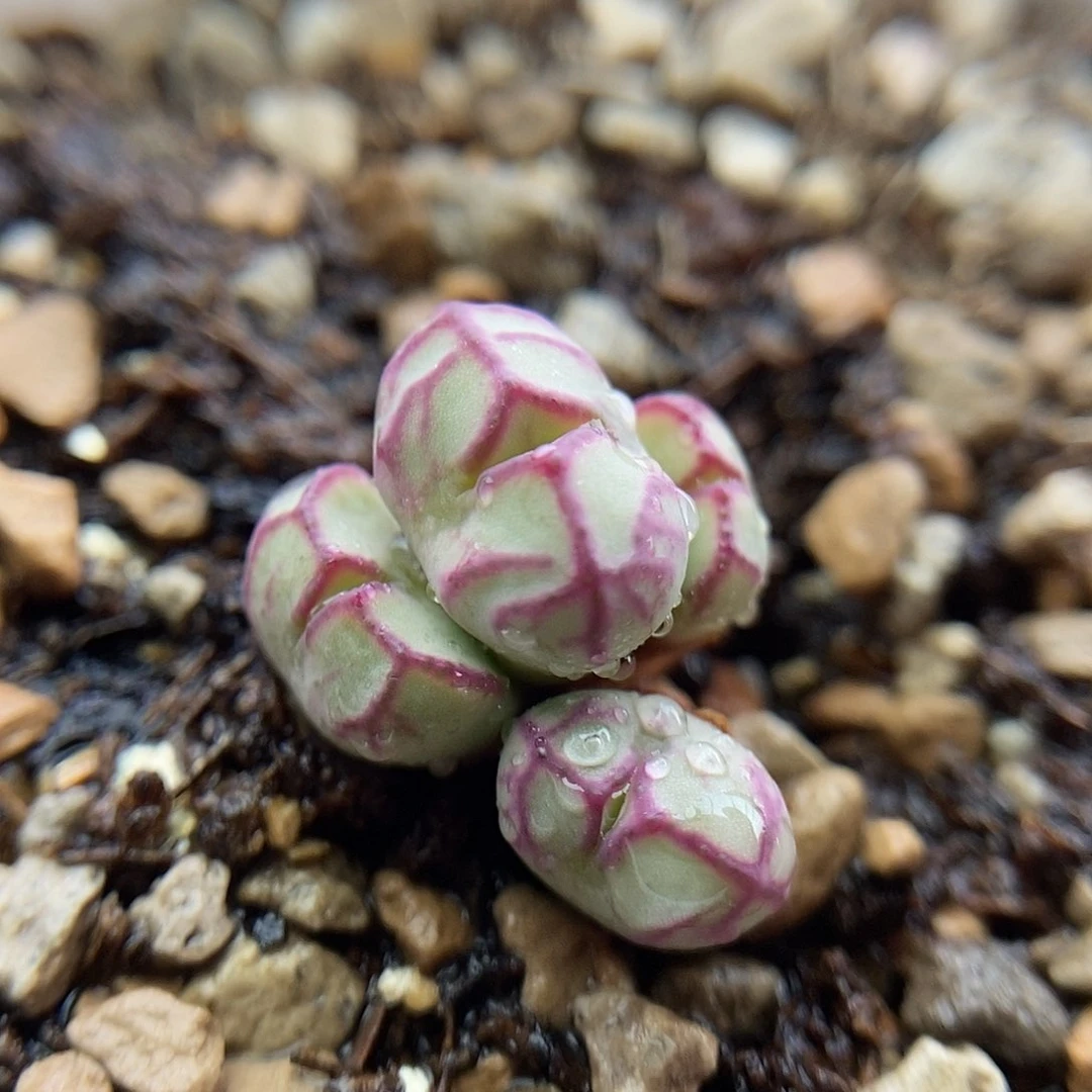 九烟玉杂一颗4头