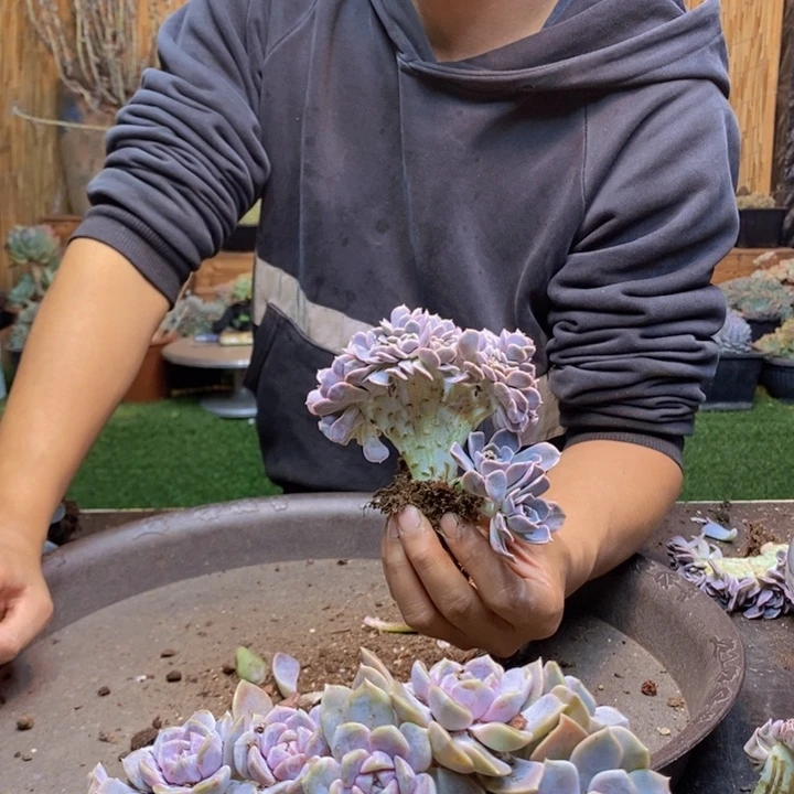 猫***️131 号汉堡多肉植物