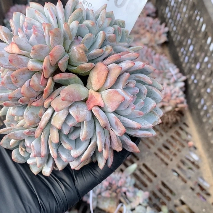 不***?406橙子哇哇哇哇莶啊