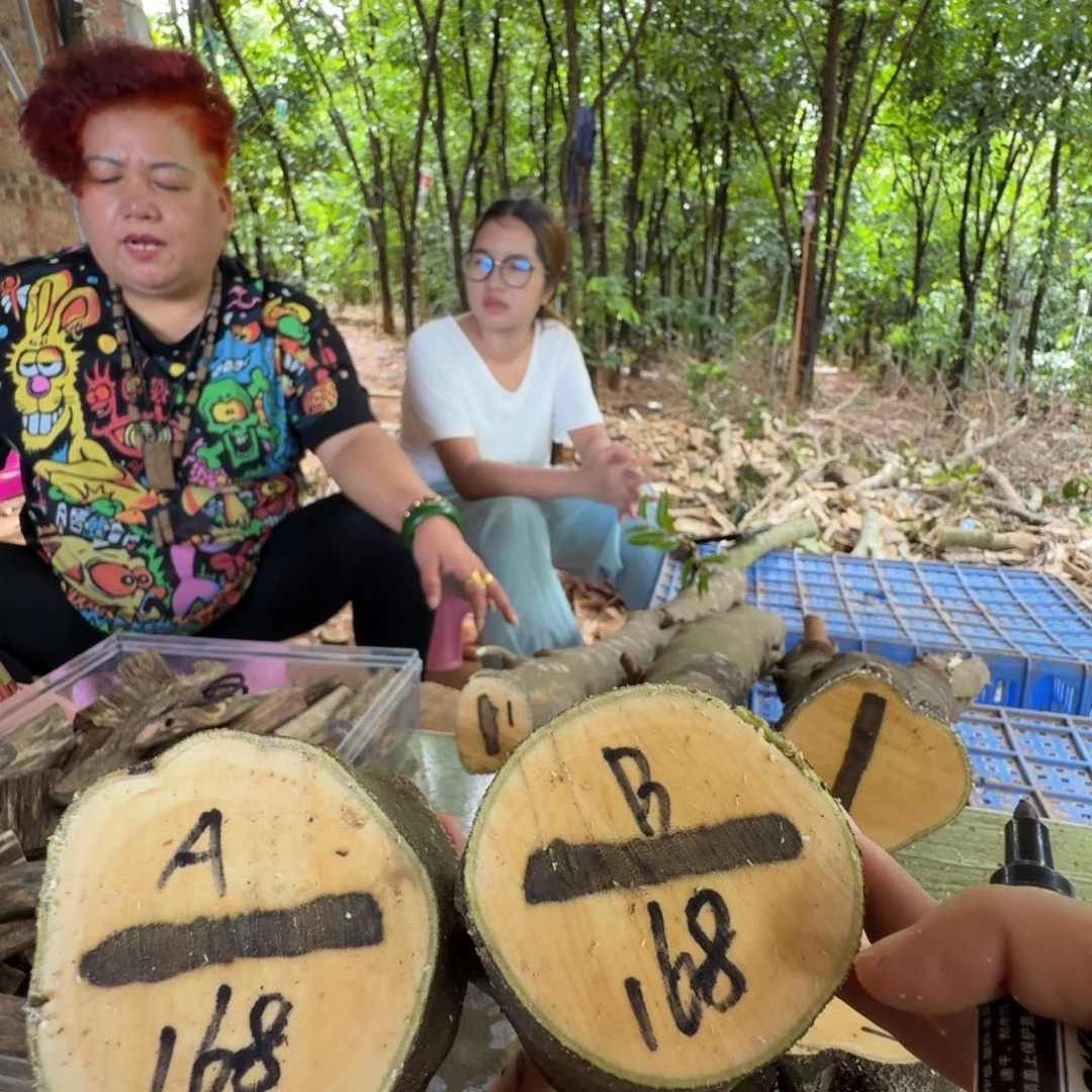 线香奇楠沉香原木