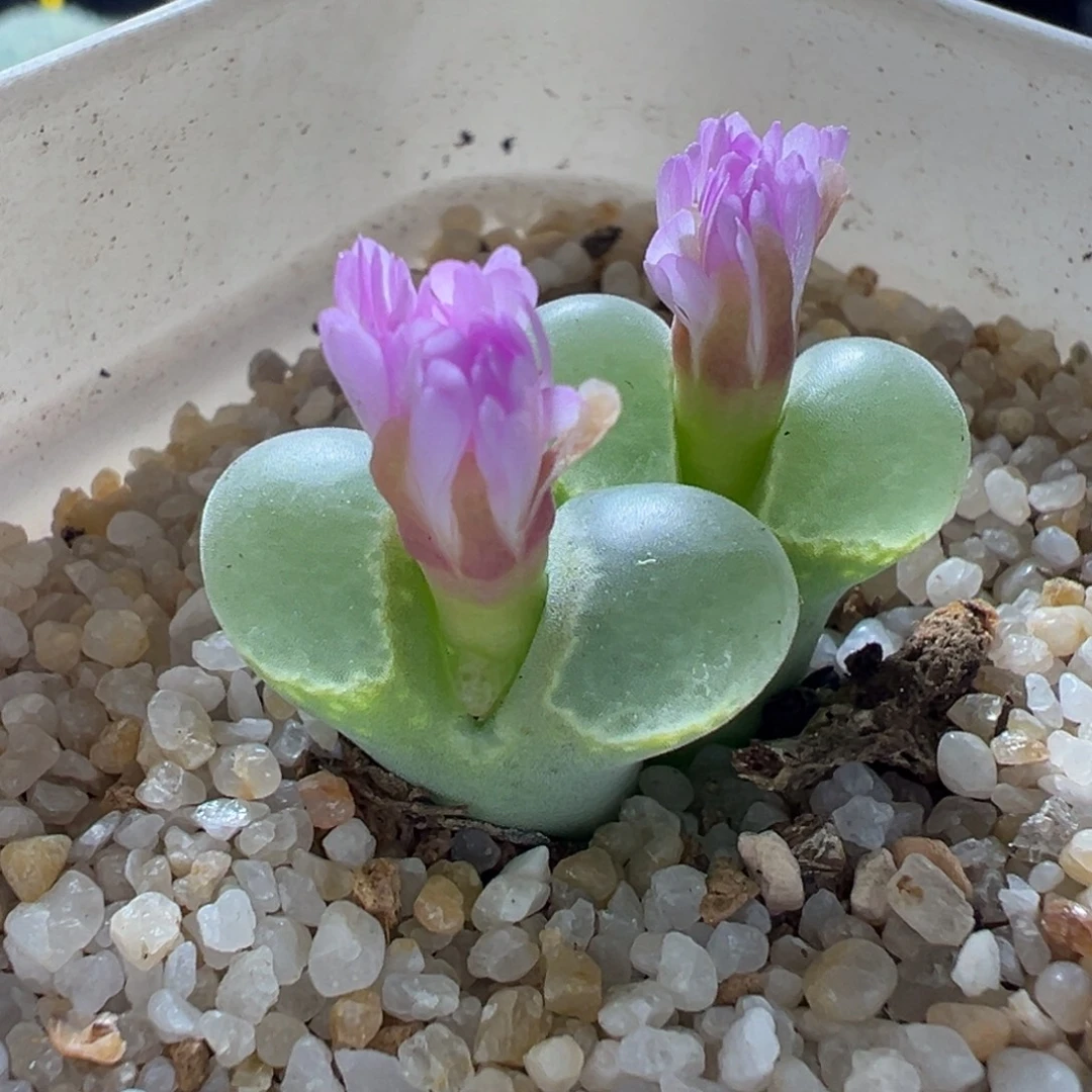 1119-526多肉多肉透窗