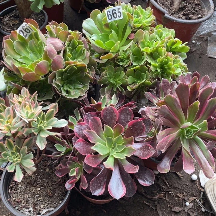 5颗小法师多肉组合