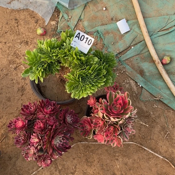 010绿洋绒缀多肉植物