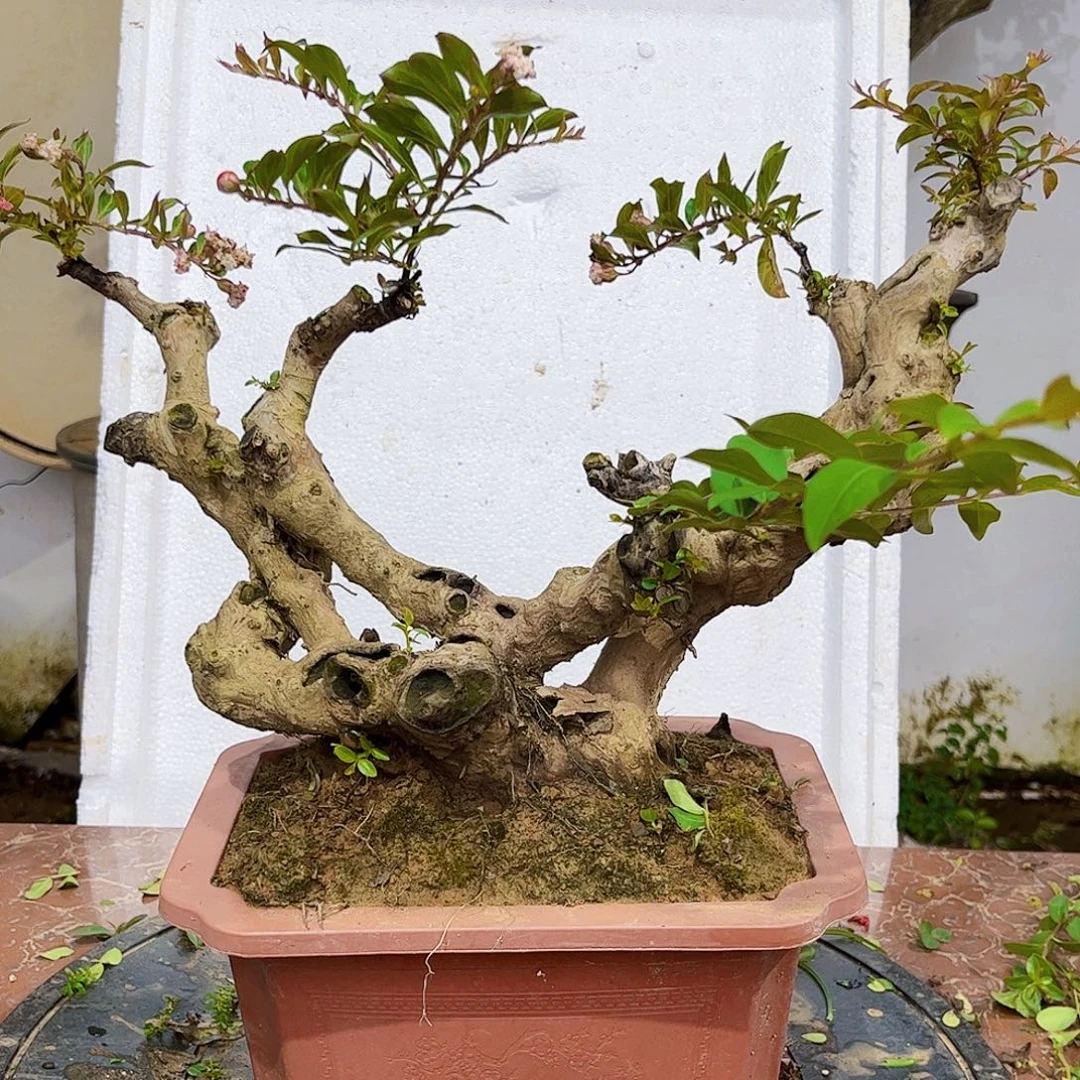 当前无花朵，栽培后可花朵1