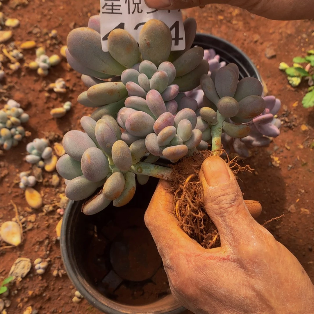 星悦多肉   434。