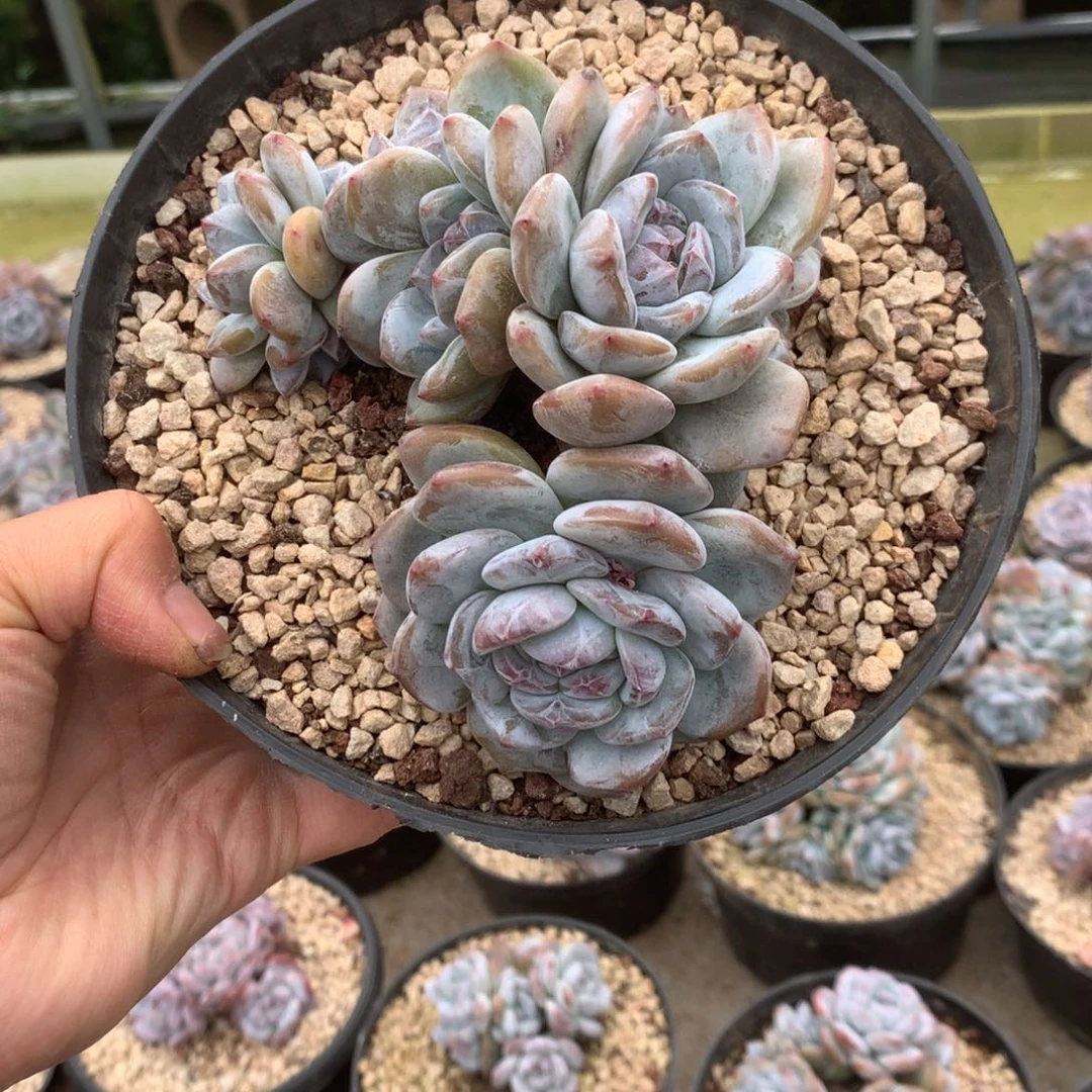 无花朵哈哈哈哈哈哈哈哈哈43