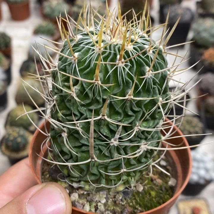 实生振武玉特价福利