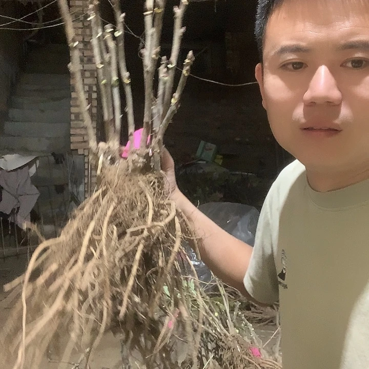 邛***安当前无花栽培后可以开花