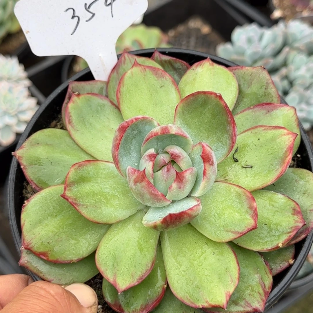 惊鸿一物一拍包装收缩花旱354