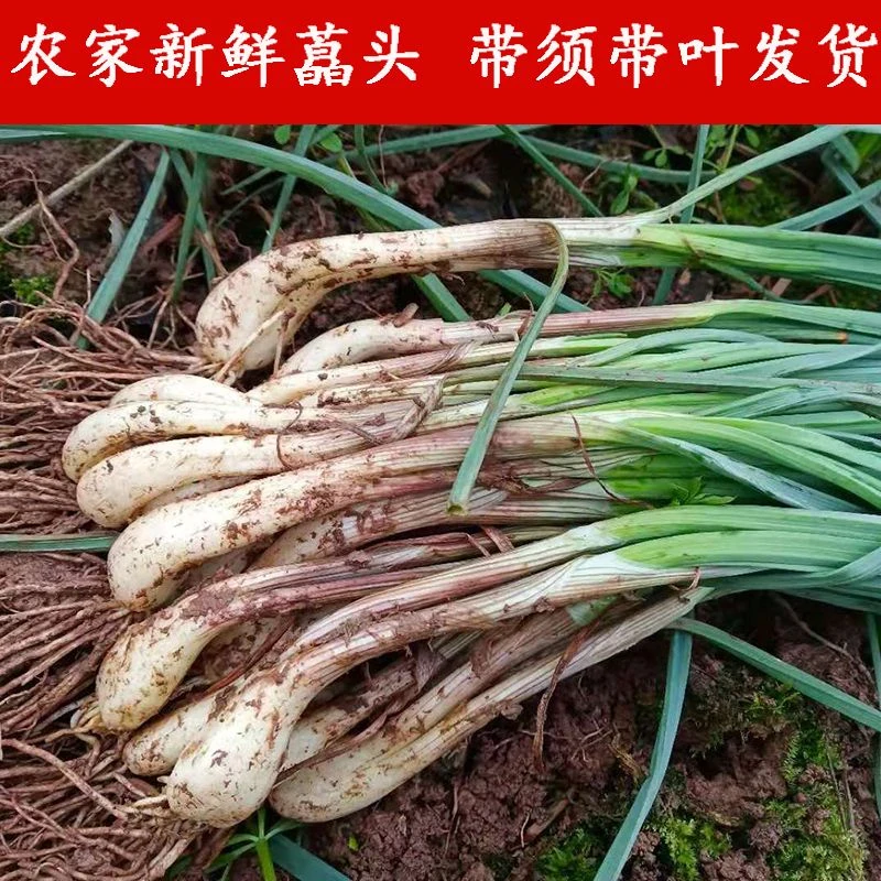 贵州高山本地鲜挖藠头现挖现发当季新鲜开胃下饭菜