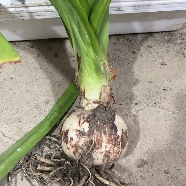 无花朵卷毛。跟盘瑕疵。6.5左右