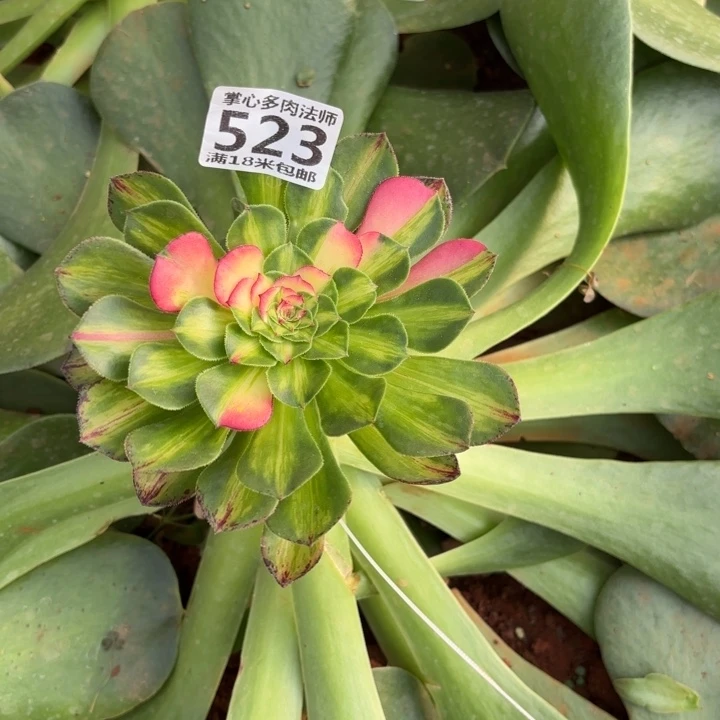 伦***喂523知否掌心多肉法师锦