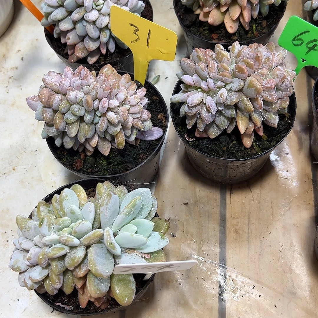 粉兔缀化多肉植物