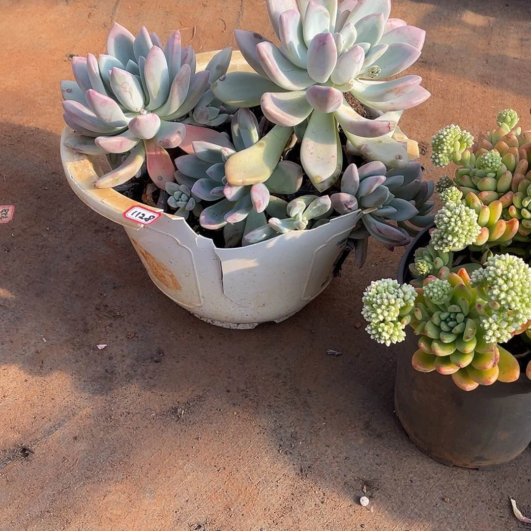 1128奥普 一物一拍多肉