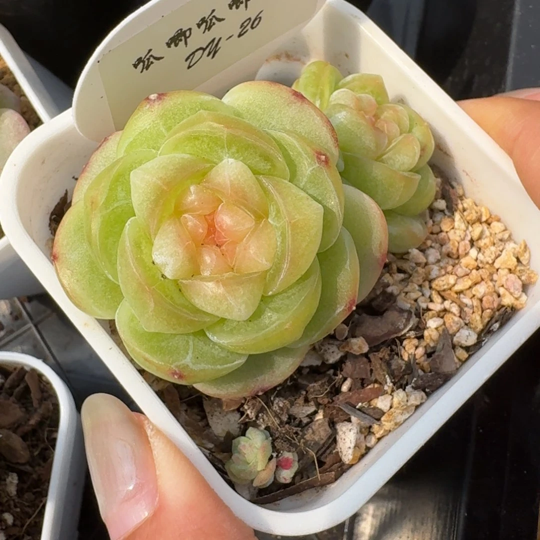 0715-026-望舒双头