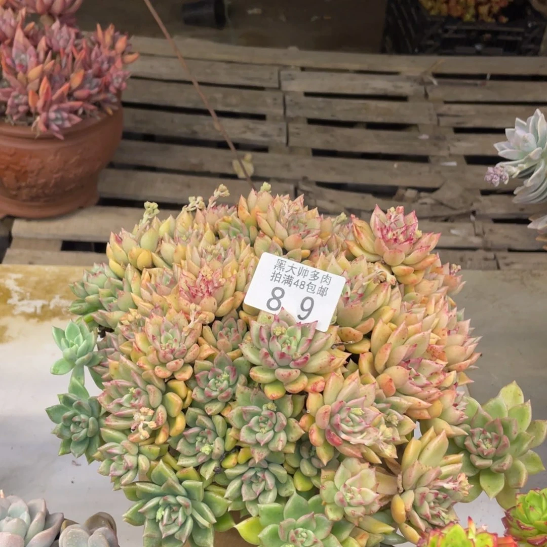 绿**荫黑大帅多肉89璀璨