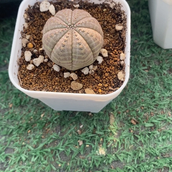 白肌布纹球，一物一拍带盆