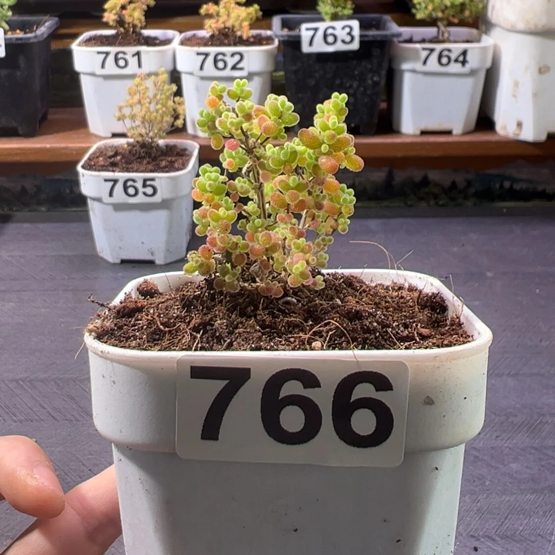 枝干番杏多肉植物766安