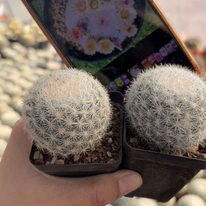 二个实生满月好养择优发