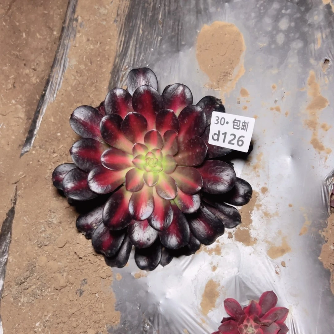 126 花纳多肉法师