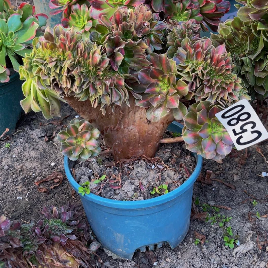 女巫宽中班16/4……包邮