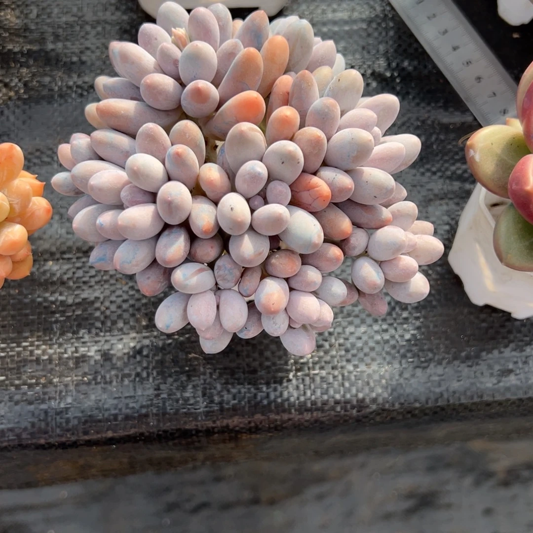 熙***_汤圆多肉一物一拍