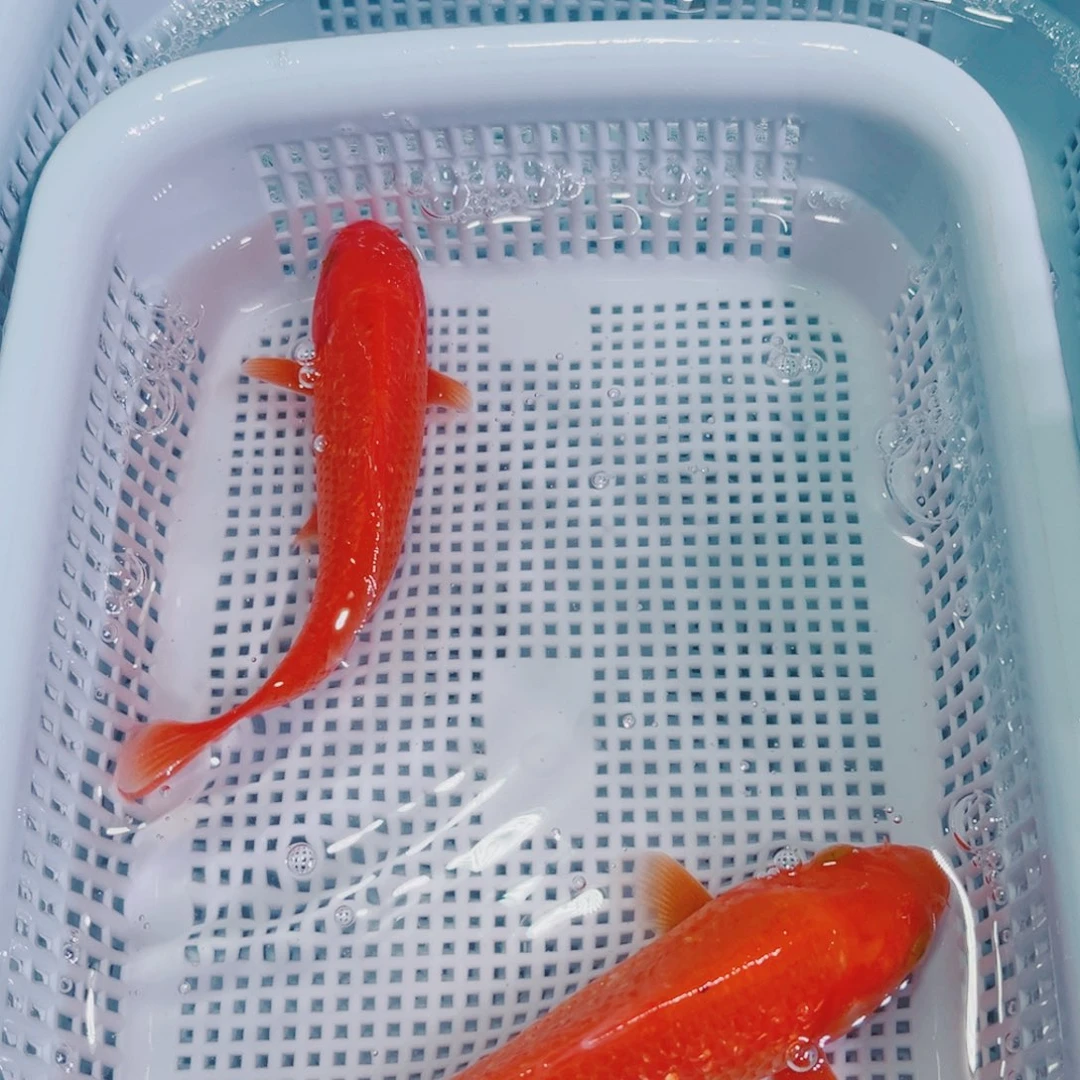 锦鲤锦鲤冷水鱼观赏