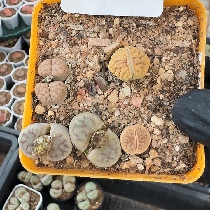 生石花1111。    395裸根发