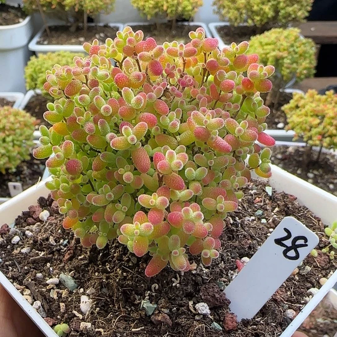 蜜橘糖球一物一拍