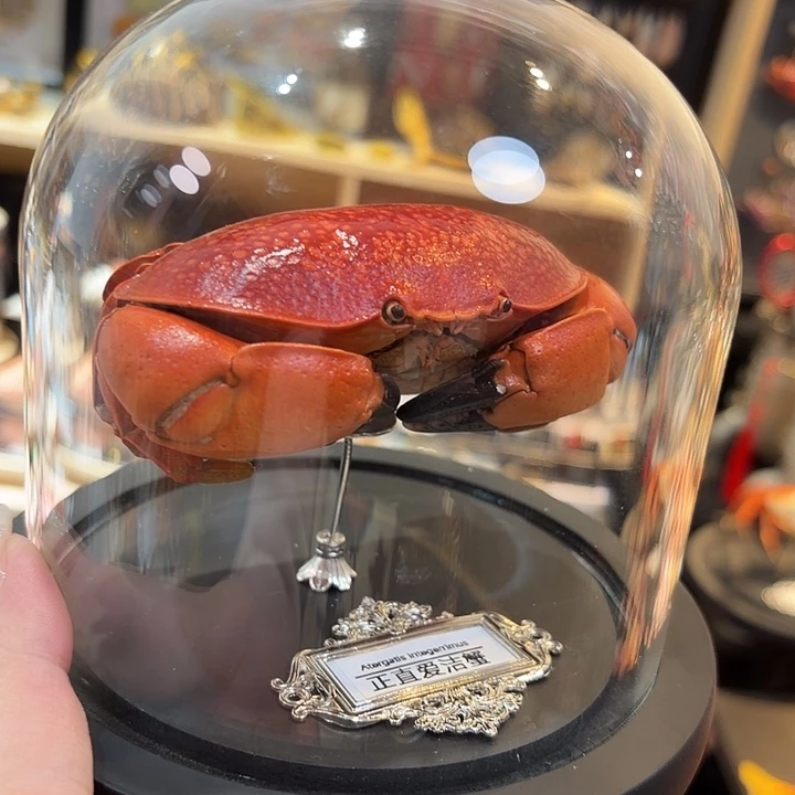 真实正直爱洁蟹标本