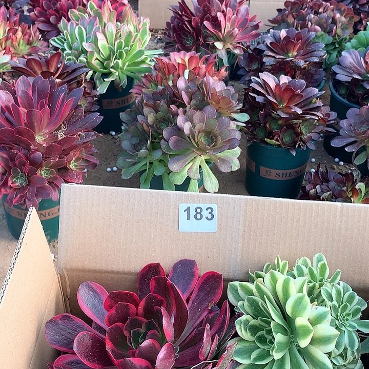 183四颗法师多肉