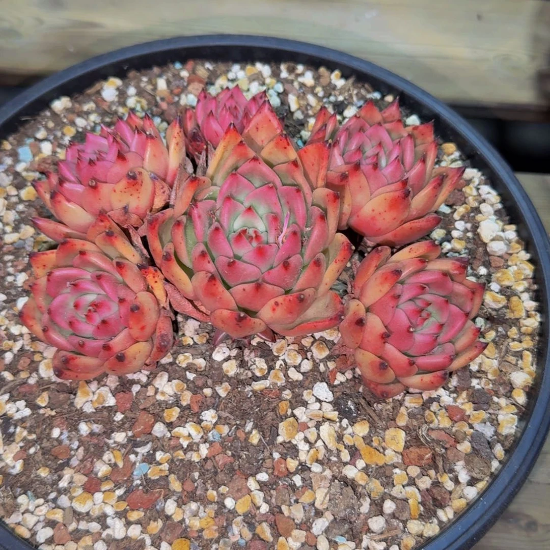 喵*酱皮蛋福利一物一拍