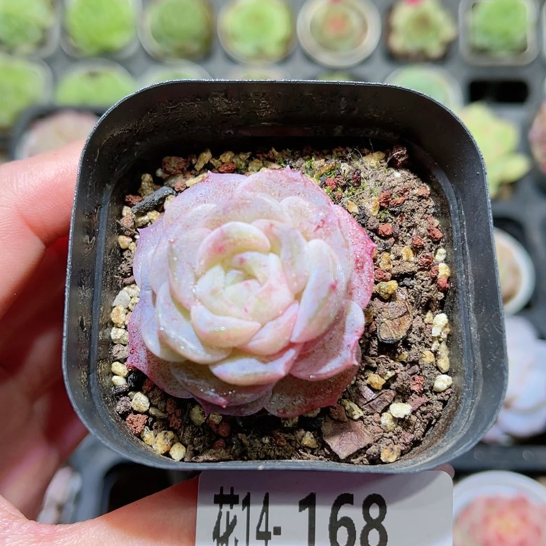 花利美14-168纯爱