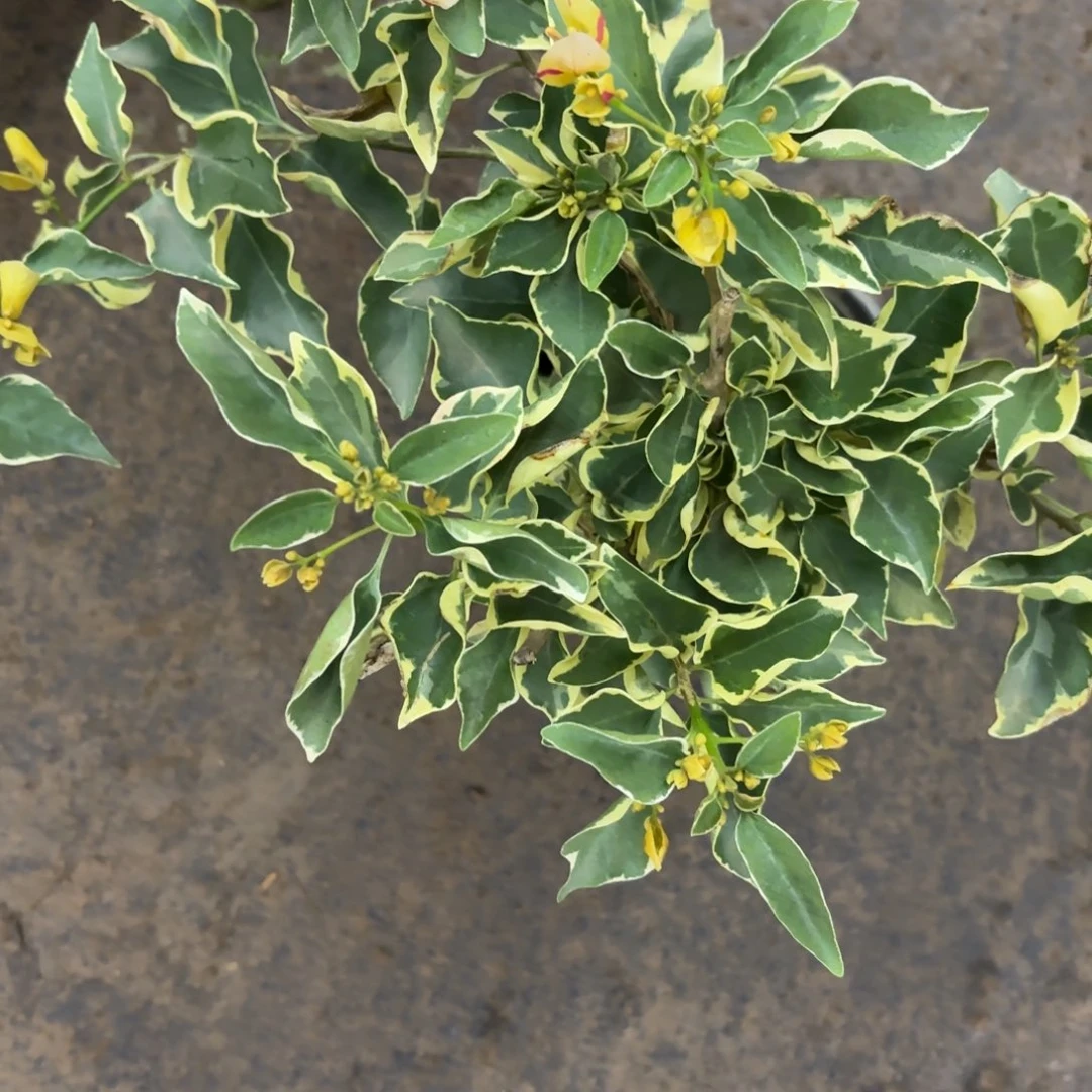 呼***呼全部花苞（黄马斯）三角梅会落花落叶会光杆苗有大有小