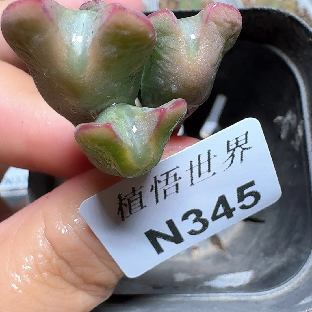 345盒多肉植物哇d f