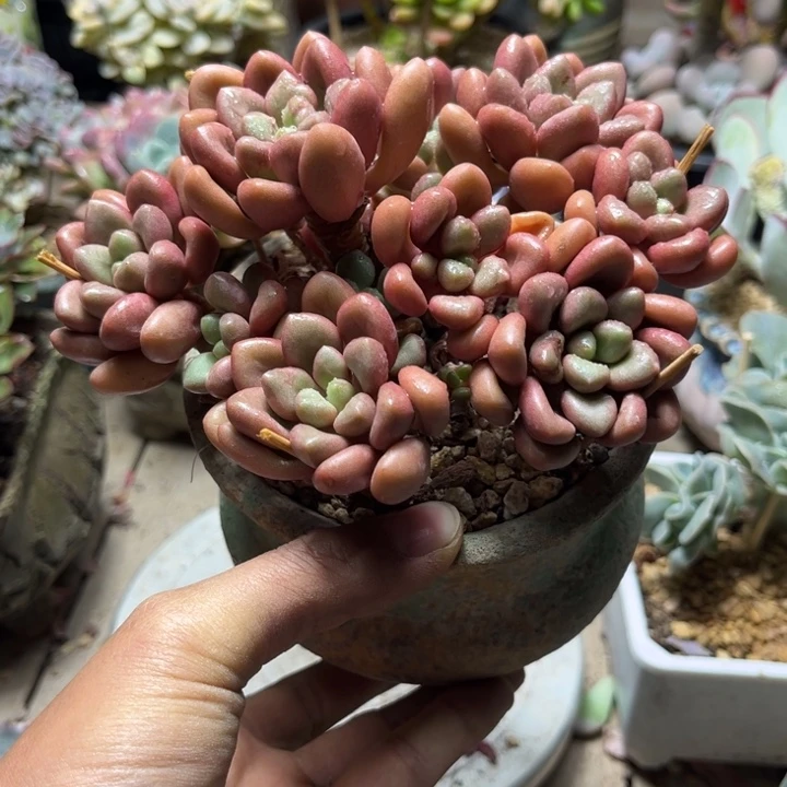 先锋派多肉植物rulvdi