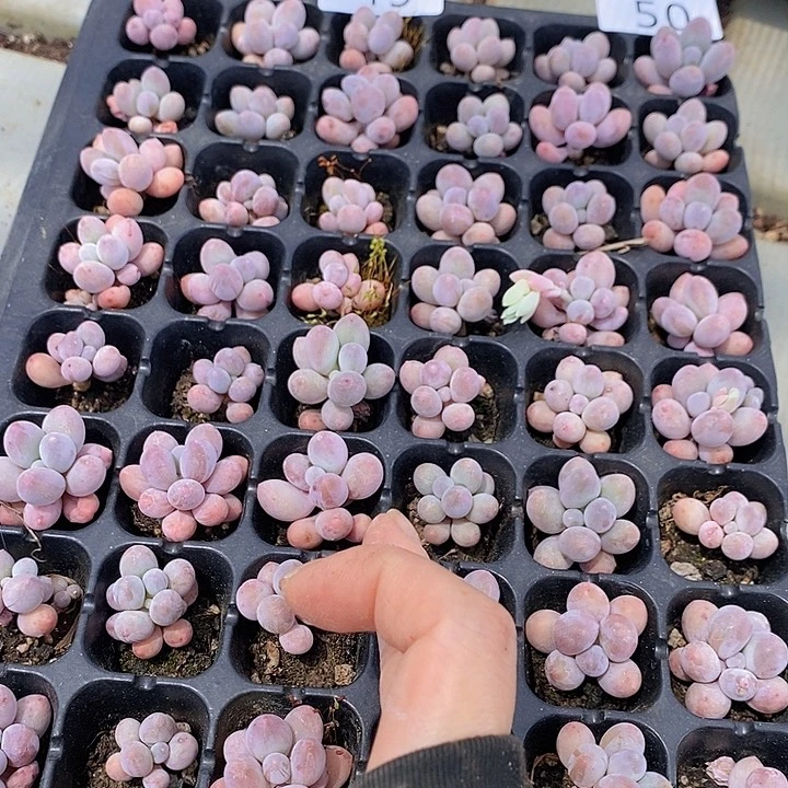 49-50 多肉植物盆栽花卉植物