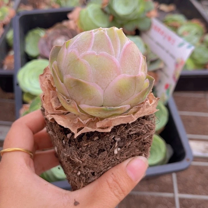 无花朵帕尔玛一颗8888