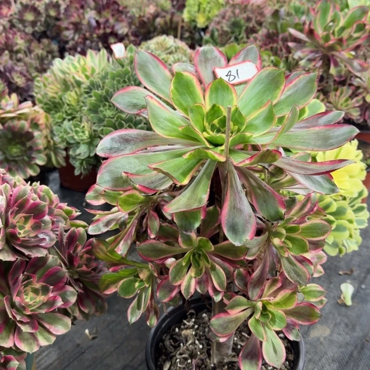 81号红魔女法师多肉植物