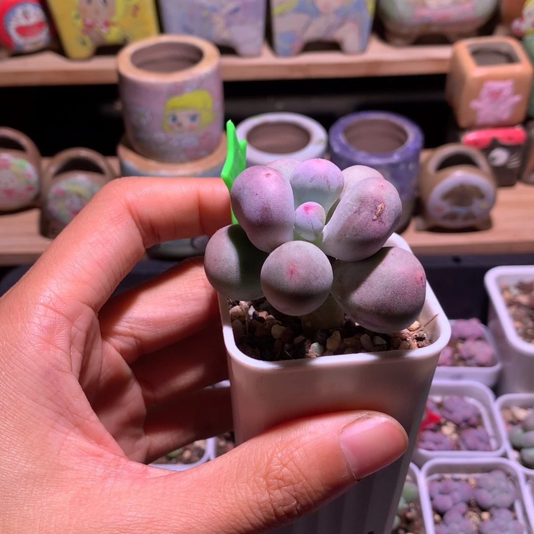 米可奶酪多肉哈哈哈