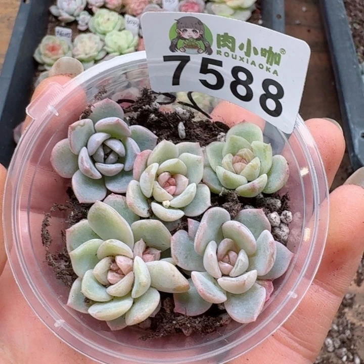 多肉植物多肉植物