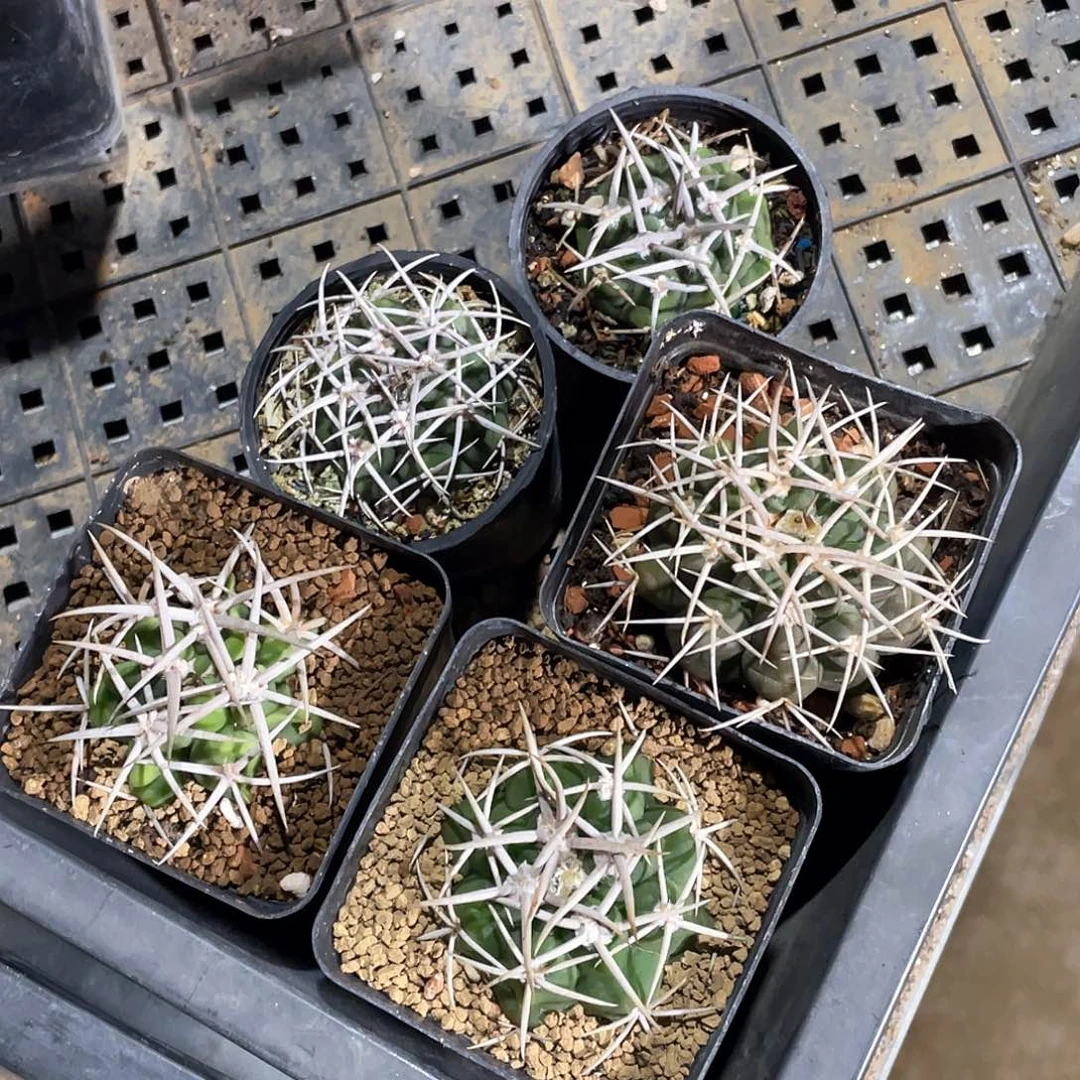 会****粉丝专拍仙人球多肉