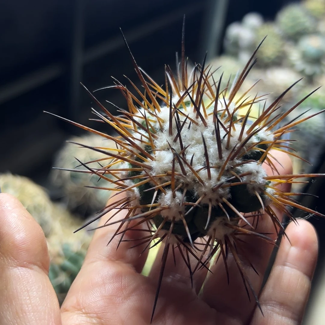 舞龙丸仙人球111111111