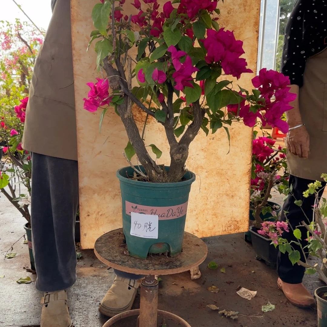 大部分花苞少量开放甜心 40脱