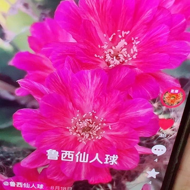 丽花 妩媚 侧芽满20包邮
