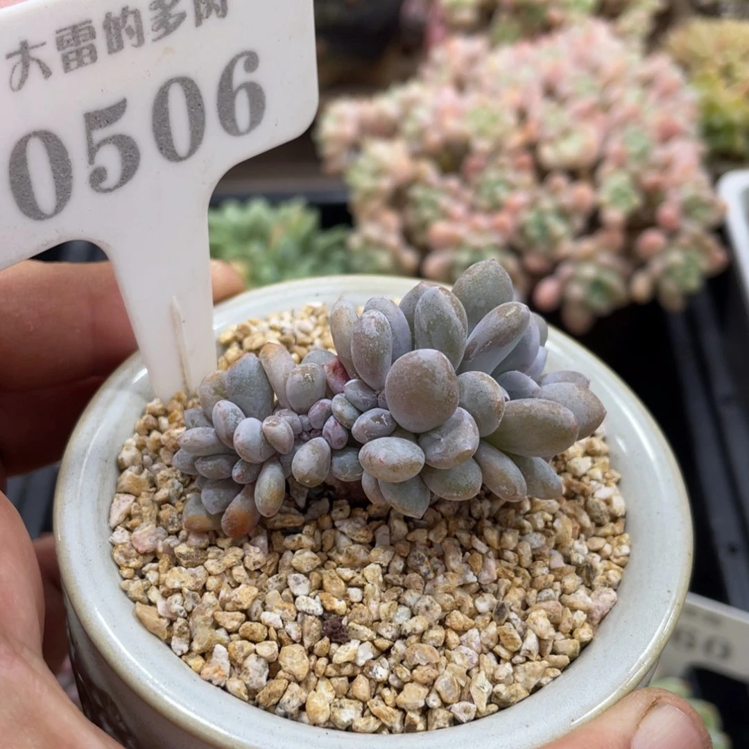 小***猪0506粉兔缀不带盆啦啦