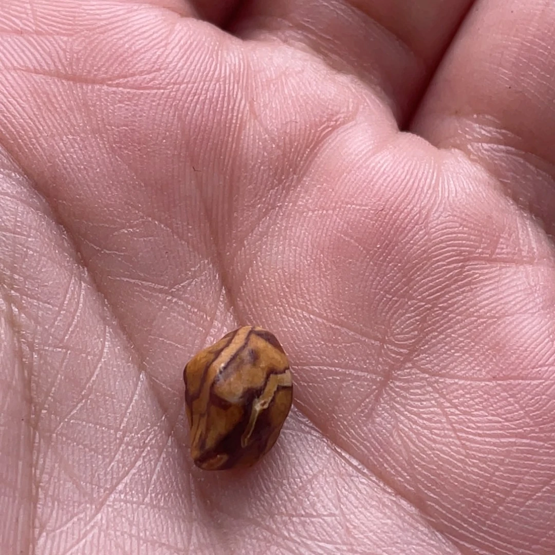 定制琥珀未镶嵌用****?原石