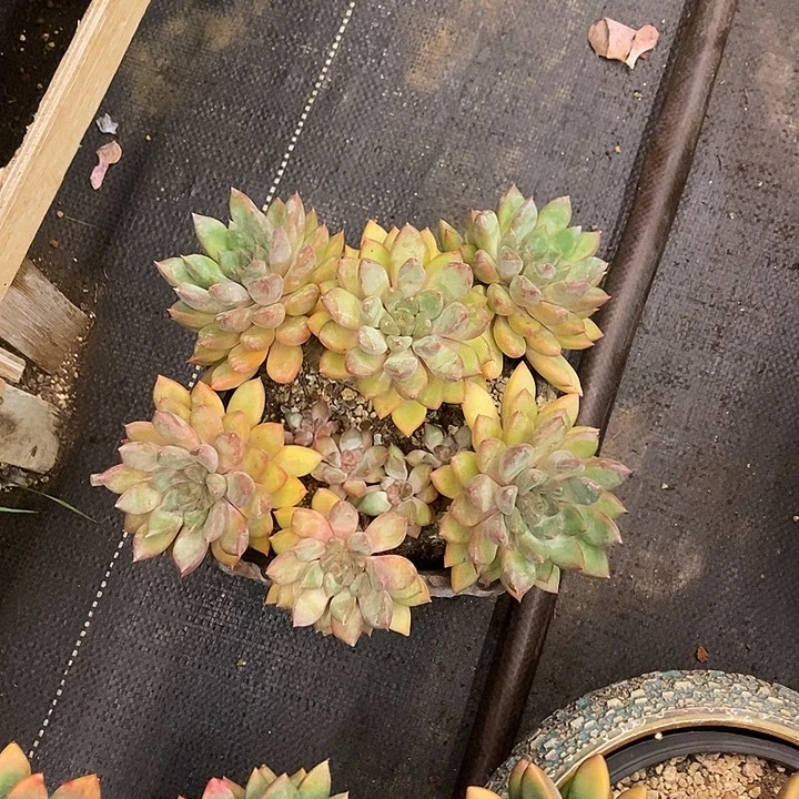 梦***萍多肉植物肉肉植物