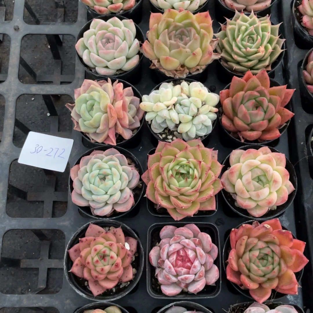 一物一拍18颗30-272